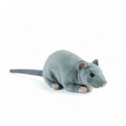 Living nature - Rat with...