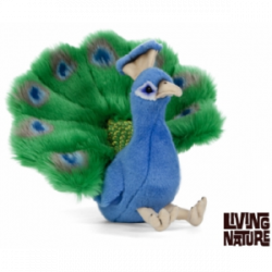 Living nature - Peacock